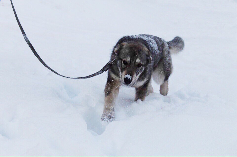 In search of new owners (Moscow, Ryazan) - My, In good hands, Dog, Foundling, Ryazan, Moscow, Longpost