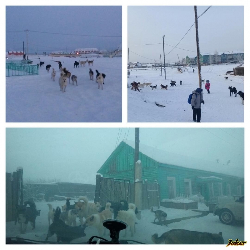 In Yakutia, stray dogs have captured the area, what should I do? What measures to take? The administration does nothing. - Dogs and people, Capture, Yakutia, Photo, Dog