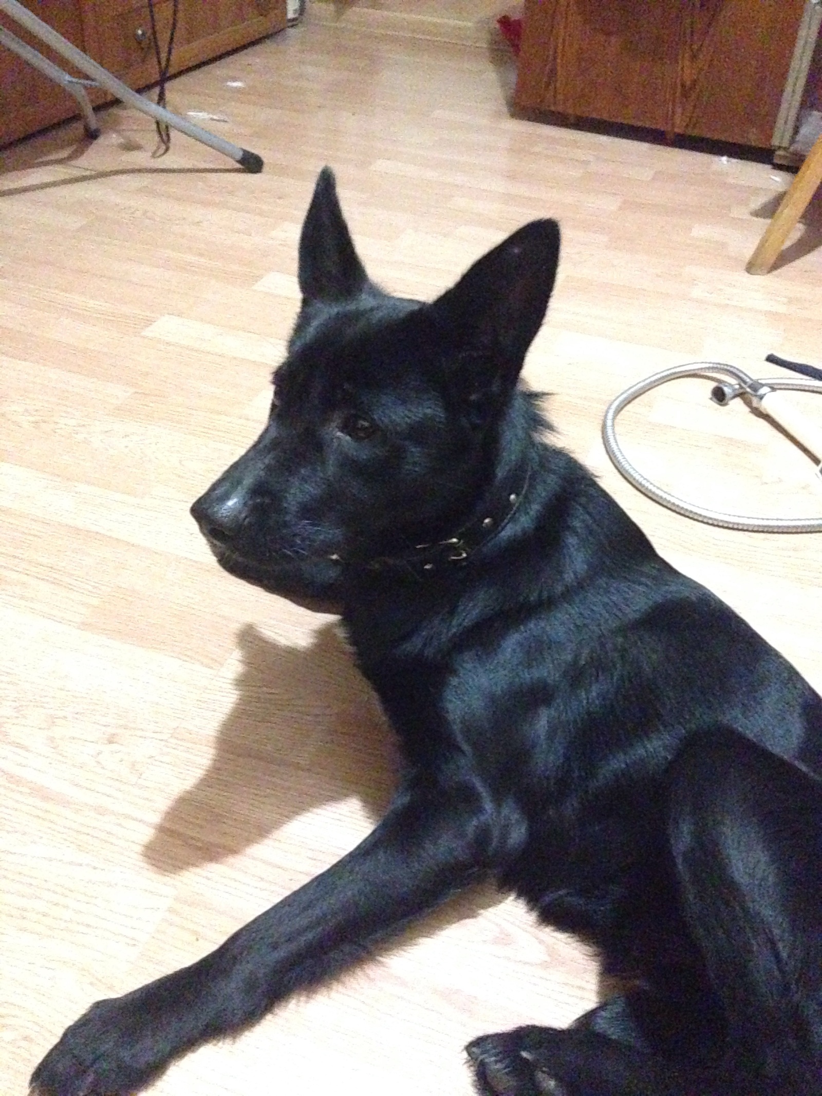 The dog is gone. Black male with white chest. - The dog is missing, Dog, Found a dog, A loss, The missing, Longpost