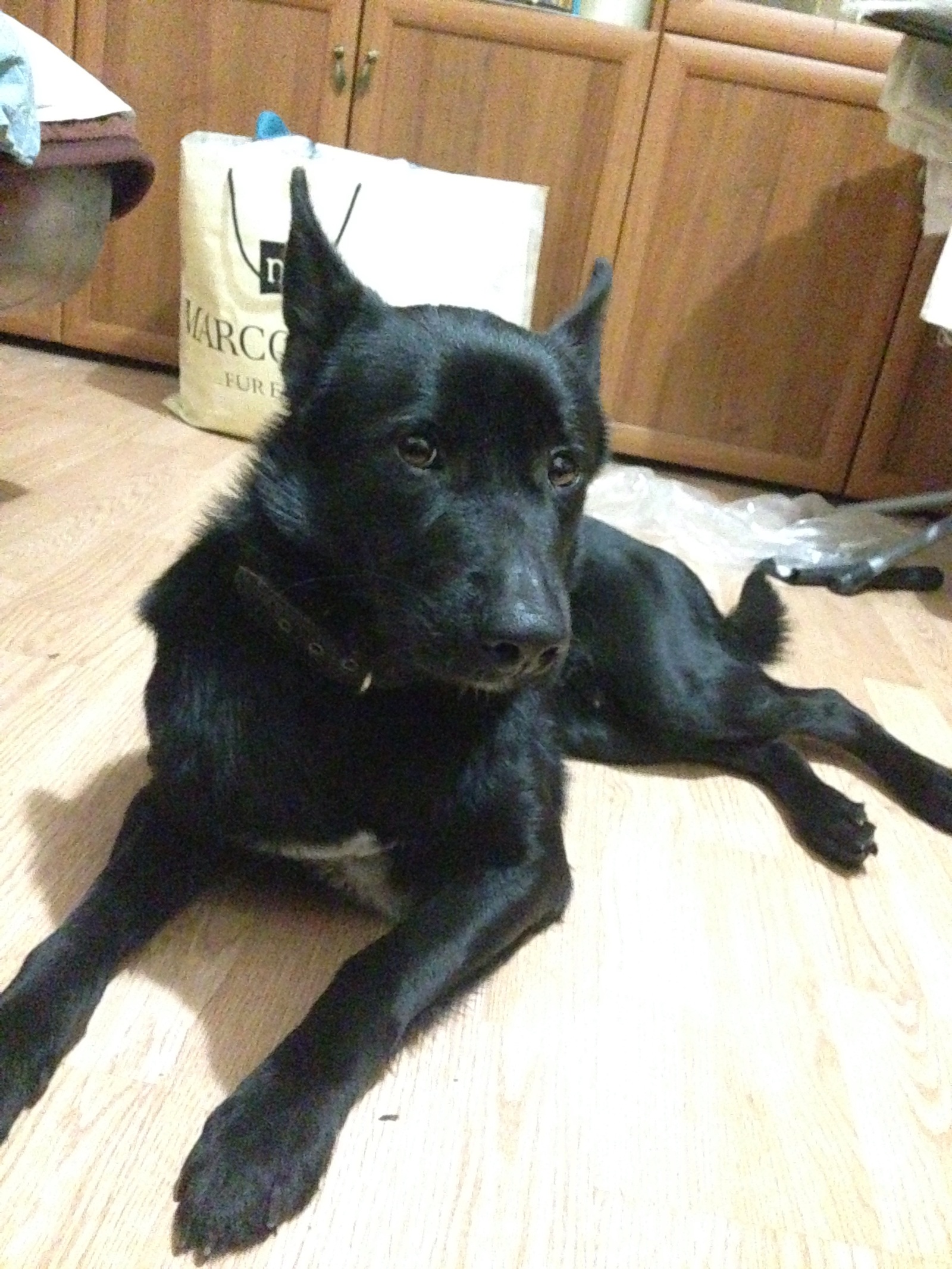 The dog is gone. Black male with white chest. - The dog is missing, Dog, Found a dog, A loss, The missing, Longpost