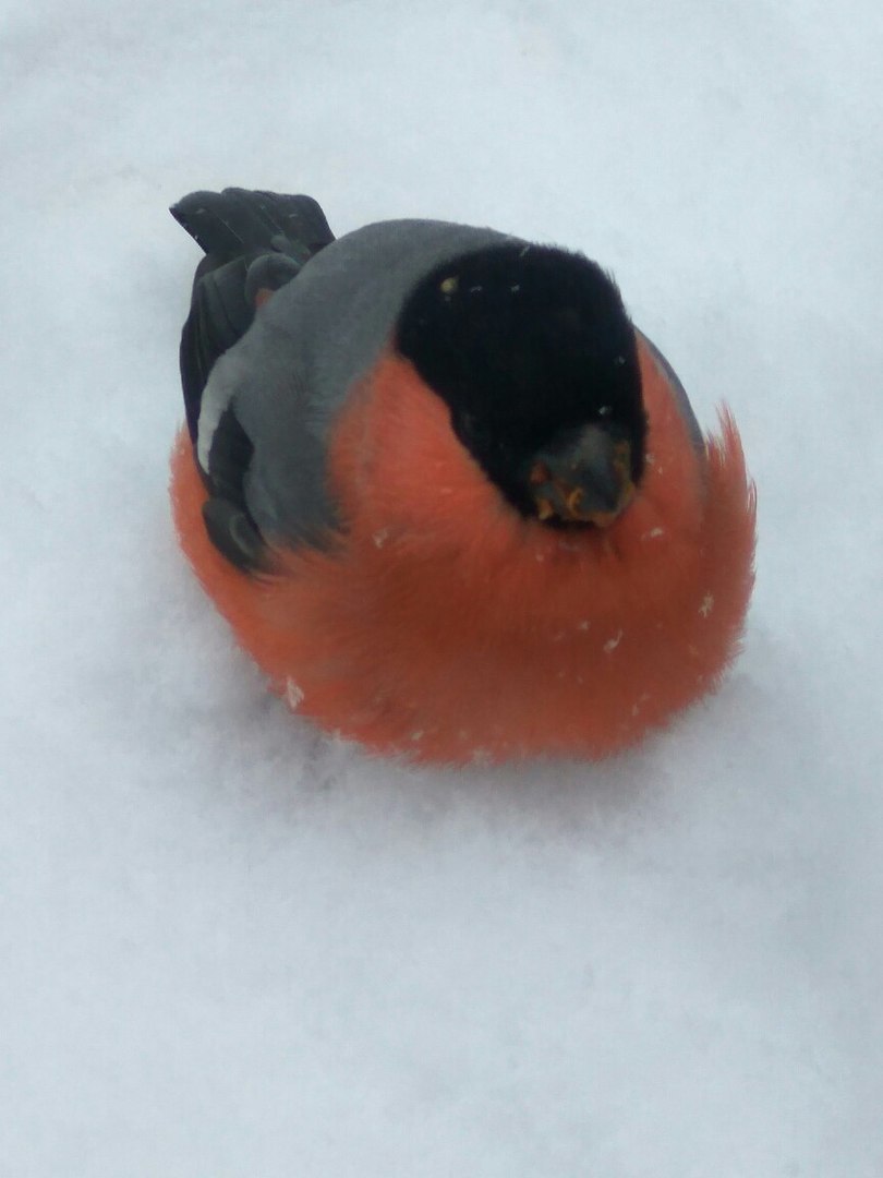 Probably overeat the apples... - Bullfinches, Photo, Longpost