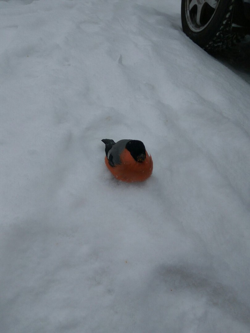 Probably overeat the apples... - Bullfinches, Photo, Longpost