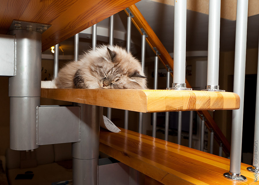 Ladder of self-knowledge =) - Stairs, Sergey Kobakh, Mat, cat, Not mine