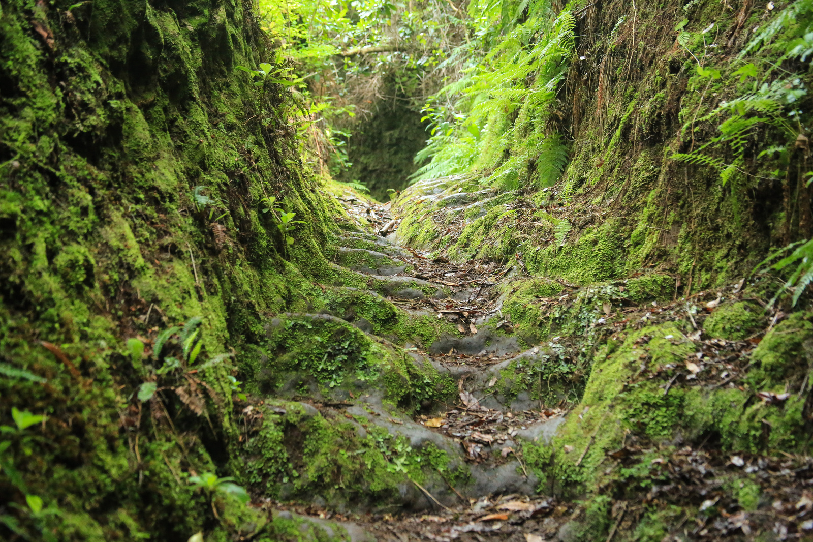 Madeira. Troll legends. - My, Travels, The mountains, Hike, Madeira, Portugal, Tracking, Drive, Longpost