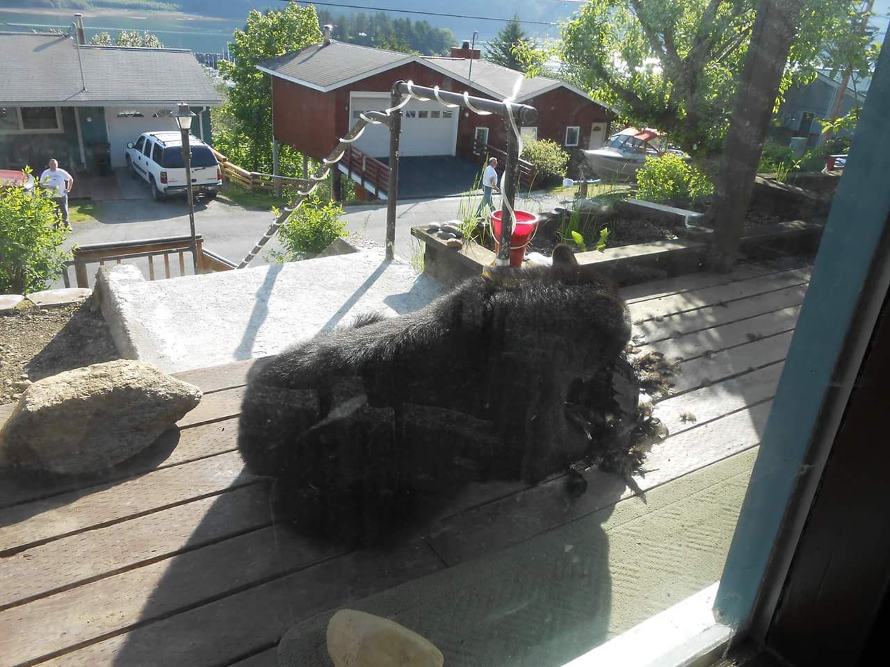 Can you go to work today? - No, I have a bear sitting on my porch and eating its prey! - The Bears, Photo, Not Russia