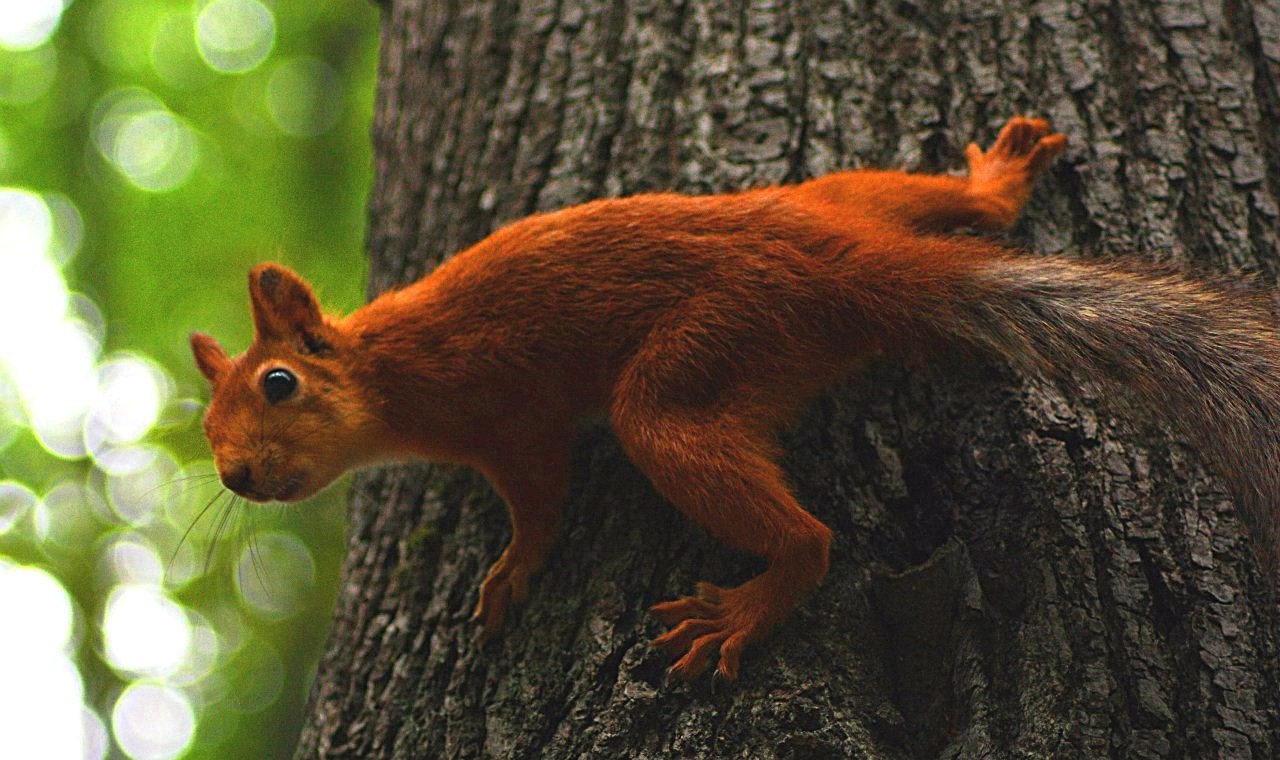 Squirrel in Neskuchny Garden - My, Squirrel, Photo