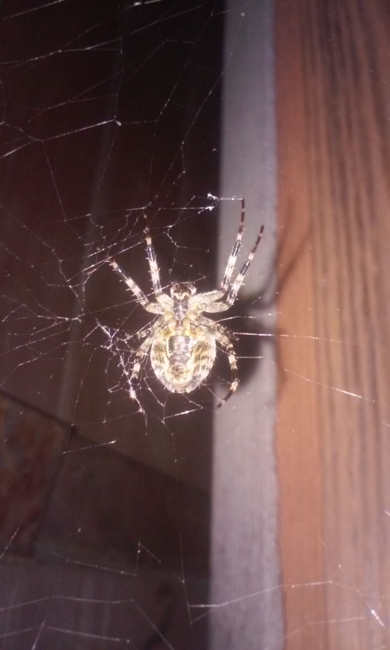 Piece of summer. - My, Spider, Summer, Web, The photo, Insects