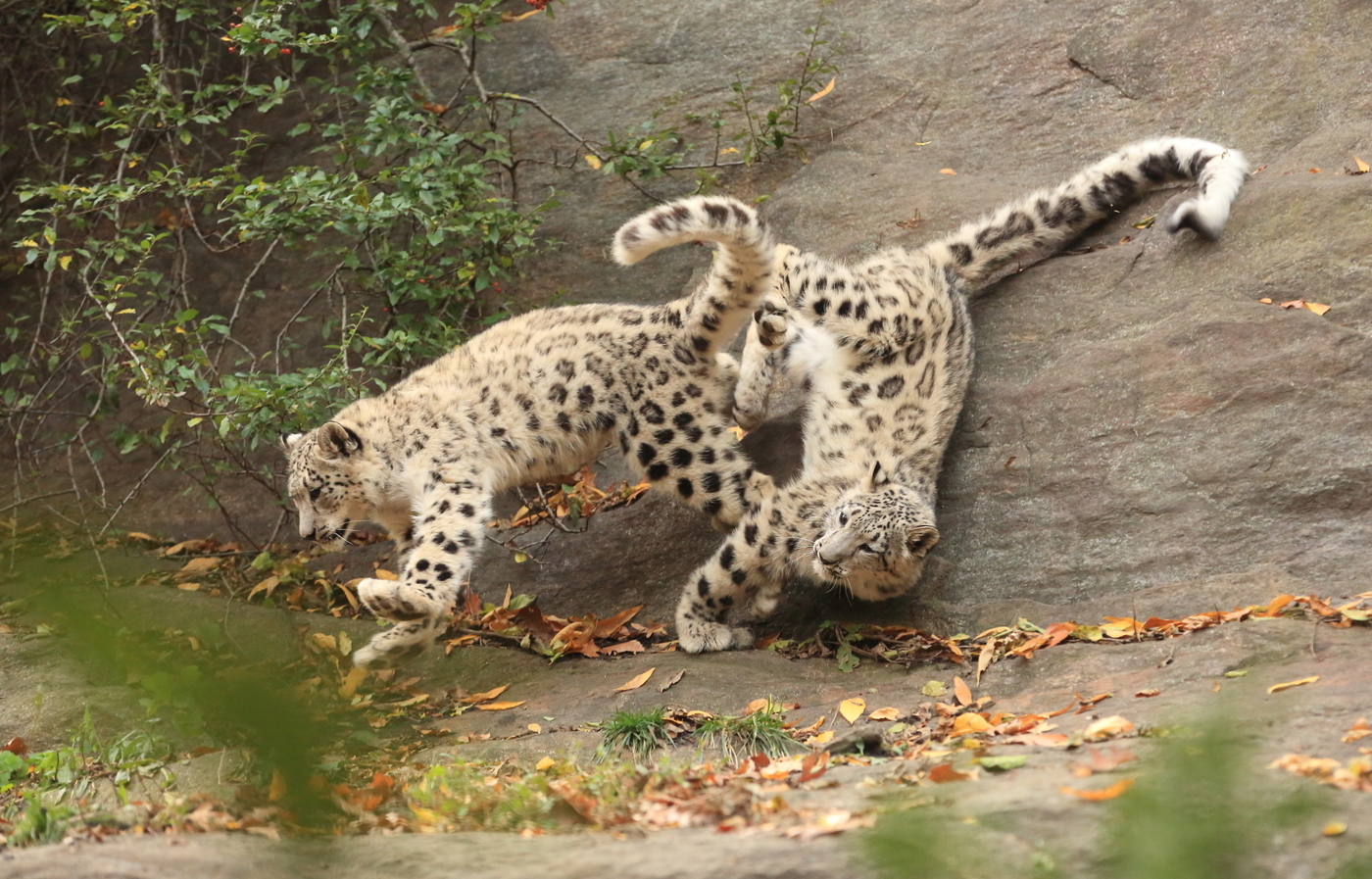 Races - Photo, Snow leopard, Snow Leopard