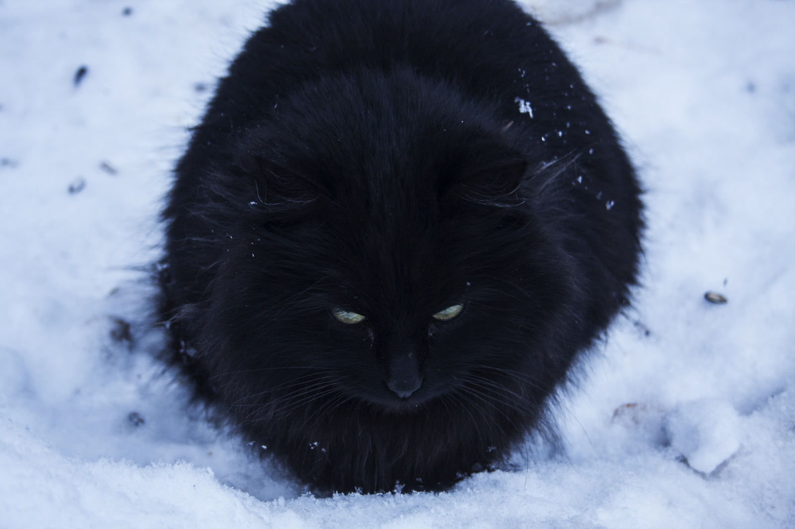 Дремлющее зло - Моё, Кот, Зима, Фото