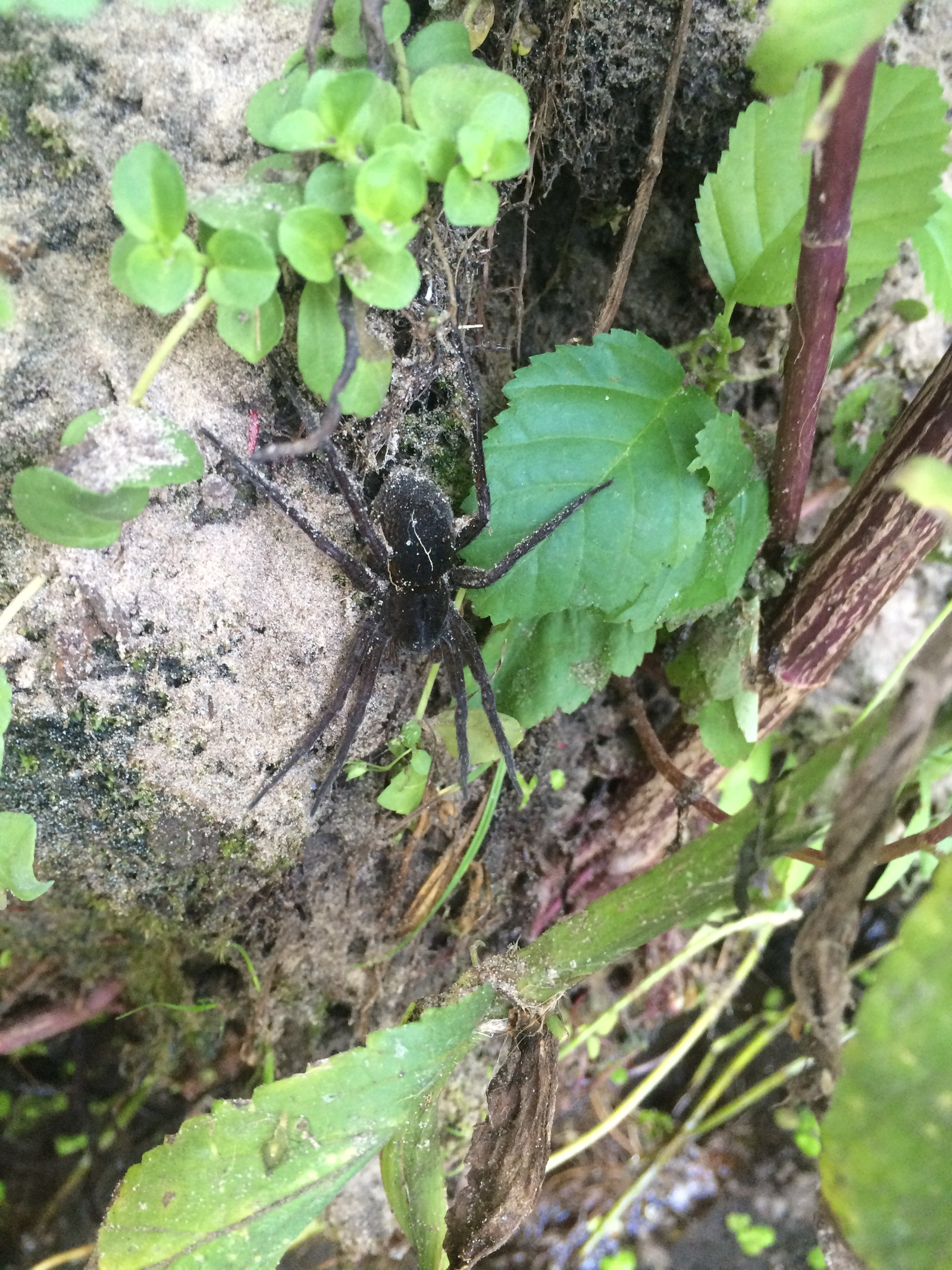 spider post - My, Spider, Nature, Serebryanka, Argiope, Longpost, Photo