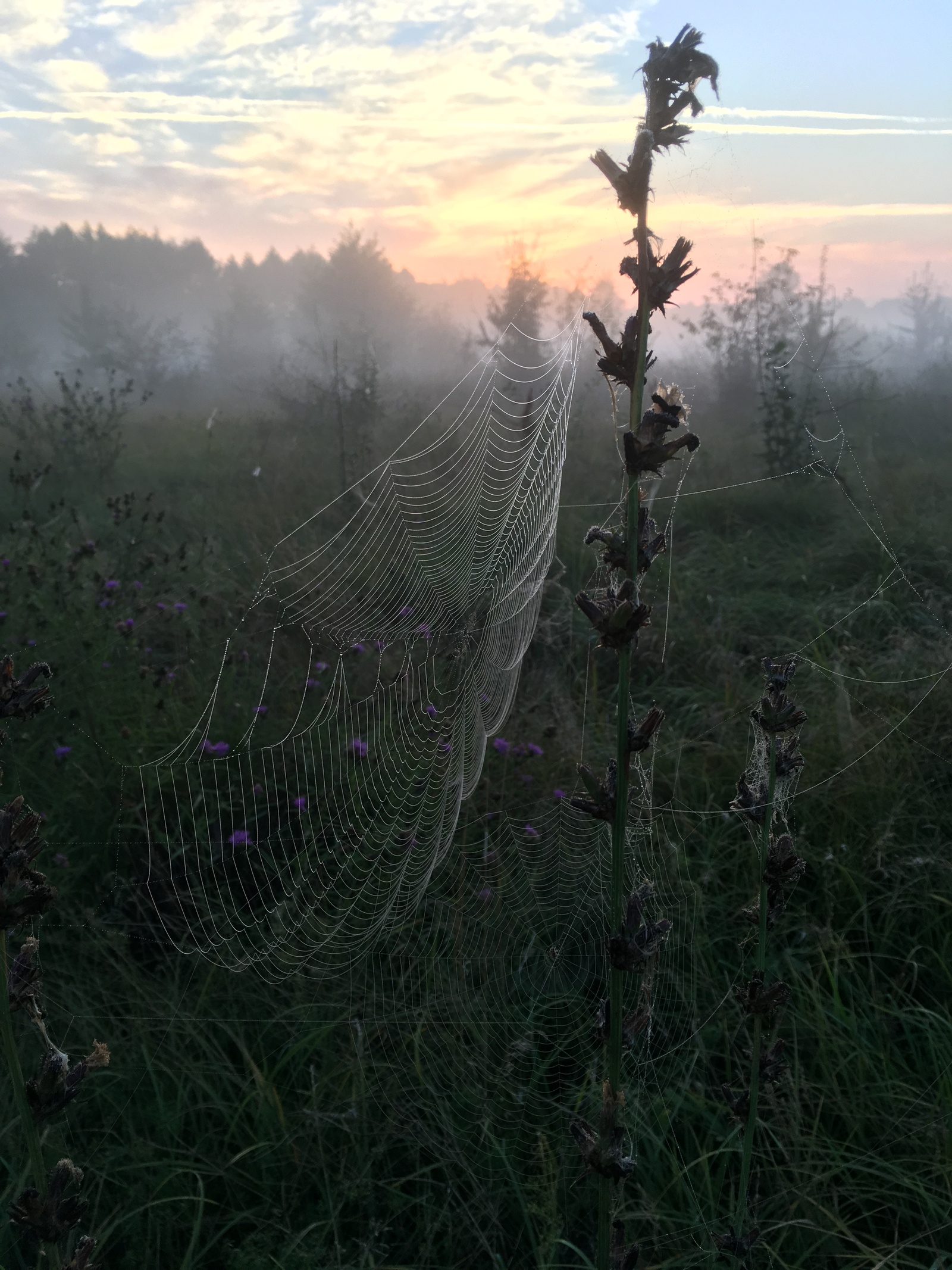 spider post - My, Spider, Nature, Serebryanka, Argiope, Longpost, Photo