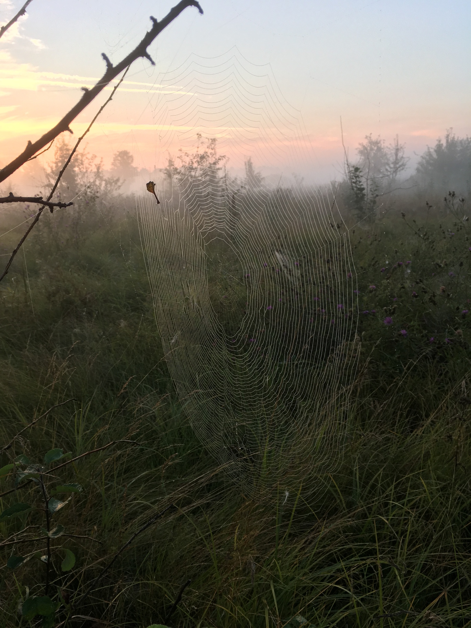 spider post - My, Spider, Nature, Serebryanka, Argiope, Longpost, Photo