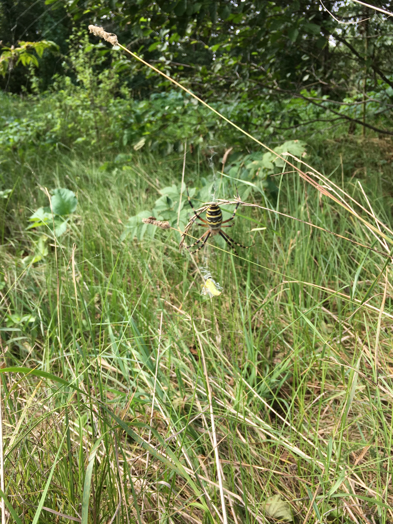 spider post - My, Spider, Nature, Serebryanka, Argiope, Longpost, Photo