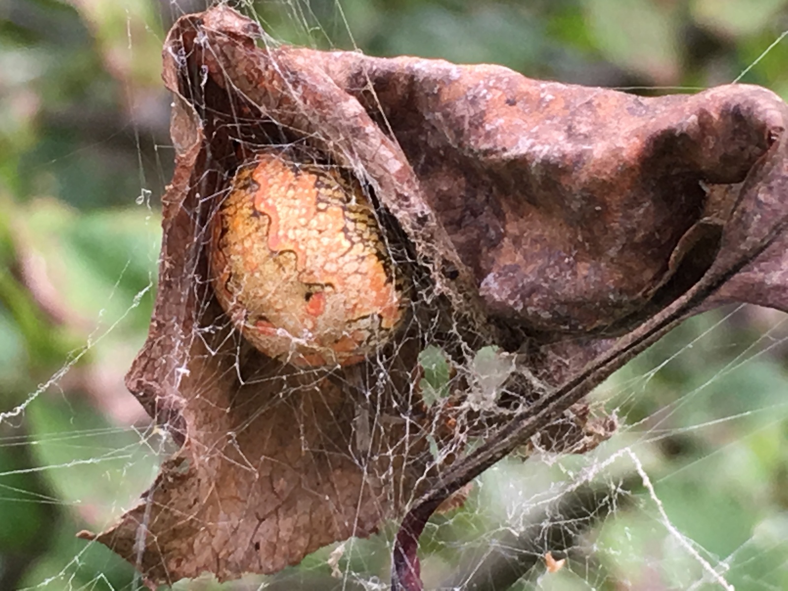 spider post - My, Spider, Nature, Serebryanka, Argiope, Longpost, Photo