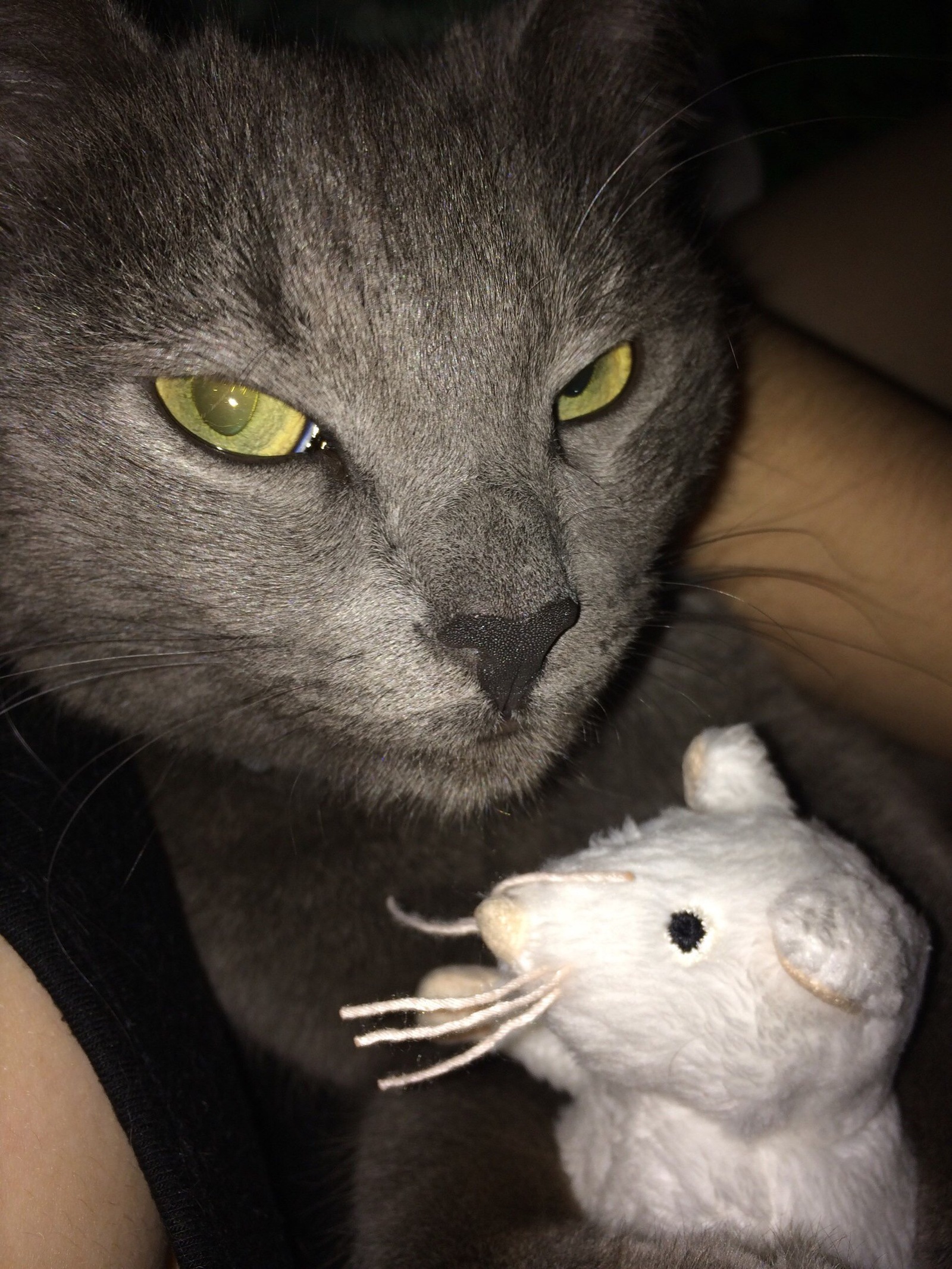 Cat and mouse - My, cat, Mouse