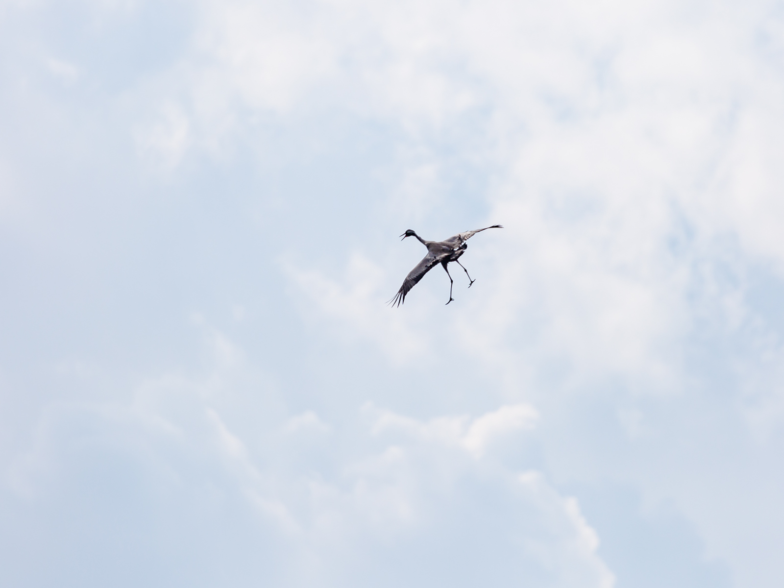 Lake Agamon in the Hula Valley. Part three - My, Photo, Birds, Longpost