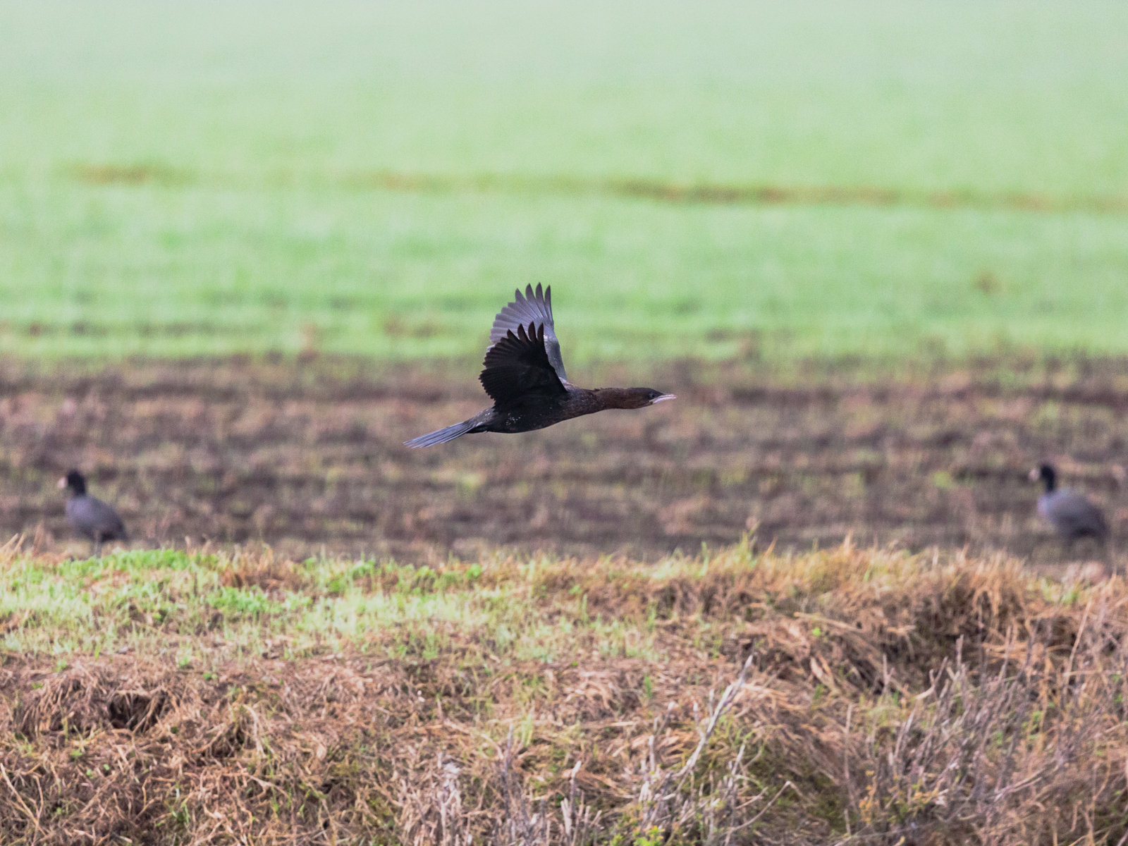 Lake Agamon in the Hula Valley. Part three - My, Photo, Birds, Longpost