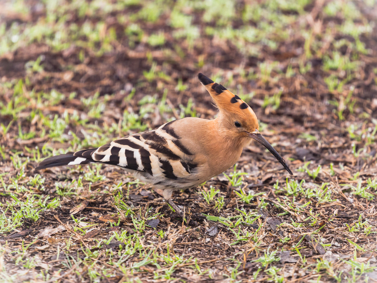 Lake Agamon in the Hula Valley. Part three - My, Photo, Birds, Longpost