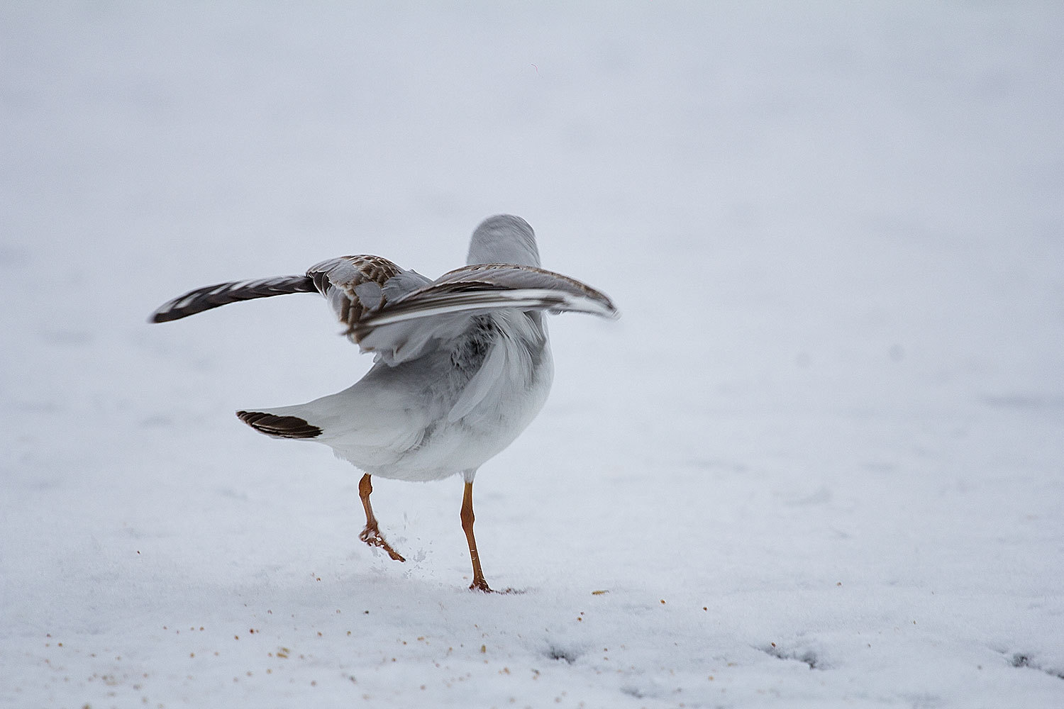 Gull - My, Seagulls, Photo, Snow