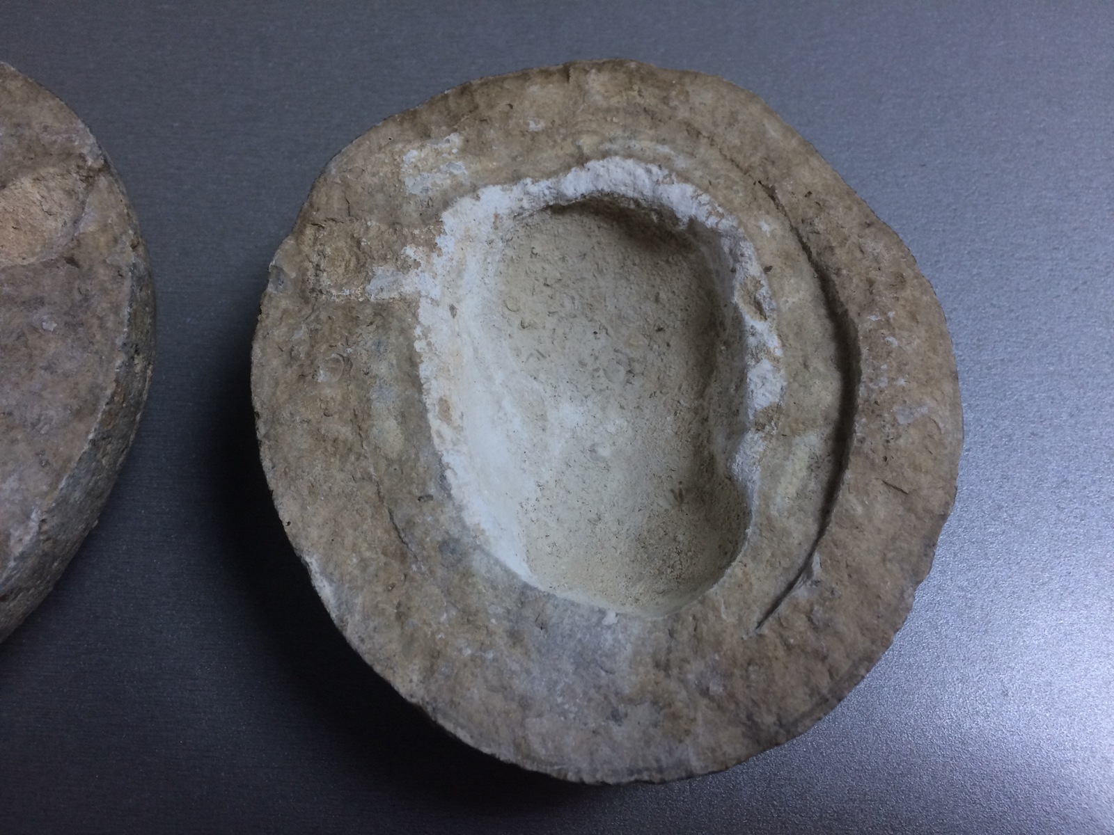 I found a beautiful fossil in the office, what is it? - My, Fossils, Archaeologists, Fossil, Longpost