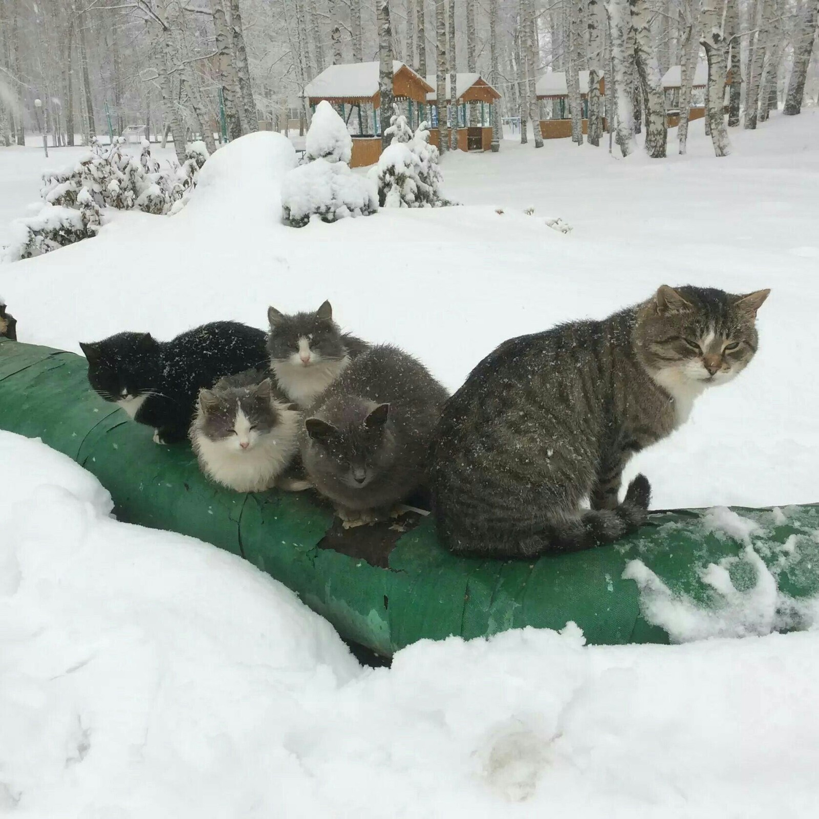 Если ты пришел, принес- задавай любой вопрос - Кошки и котята, Теплотрасса, Зима, Греются, Холодно, Кот