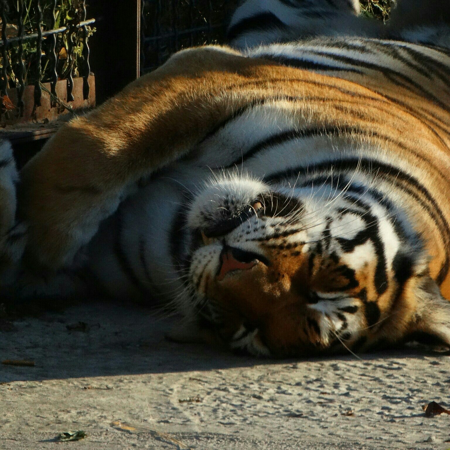 How to feel like children. Taigan Park - Taigan Lions Park, Summer, Crimea, Impressions, Safari, Animals, Longpost