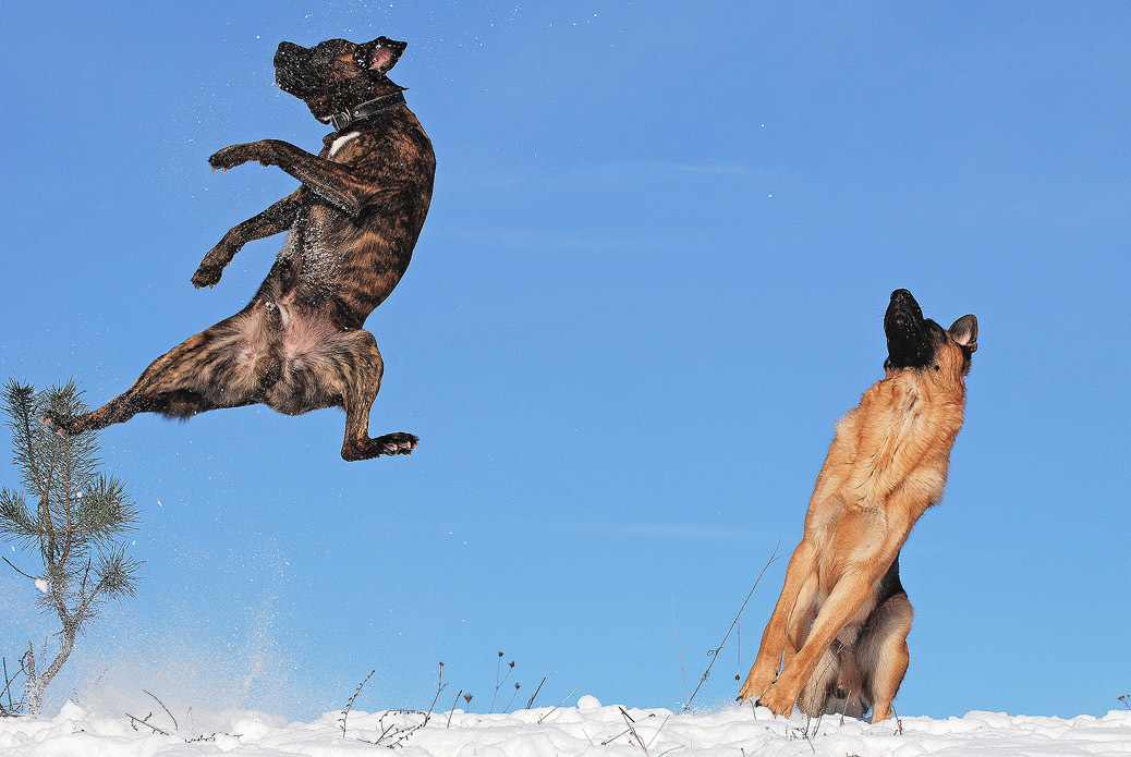 Почему собаки не летают. Собака демотиватор. Чак Норрис с собакой. Собака летит. Летающая собака прикол.