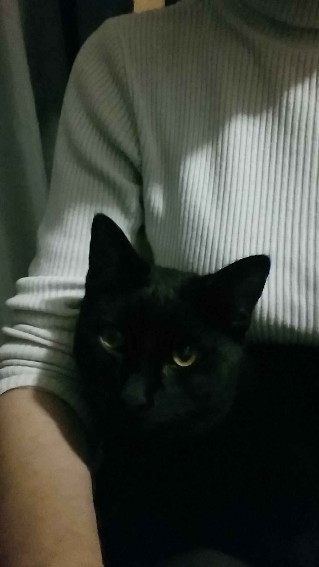 Found young black cat - My, Lost, Found a cat, In good hands, Longpost, cat