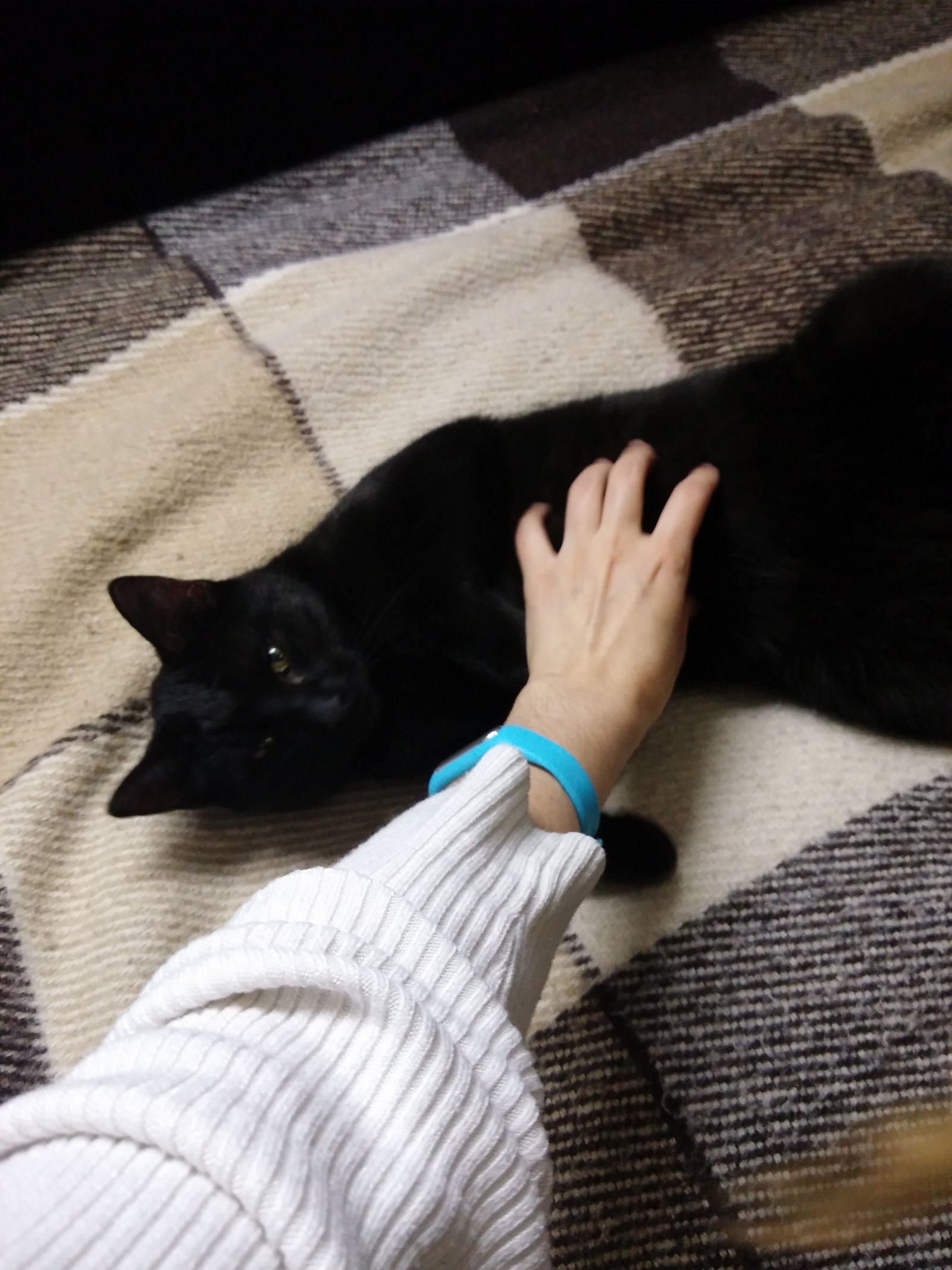 Found young black cat - My, Lost, Found a cat, In good hands, Longpost, cat