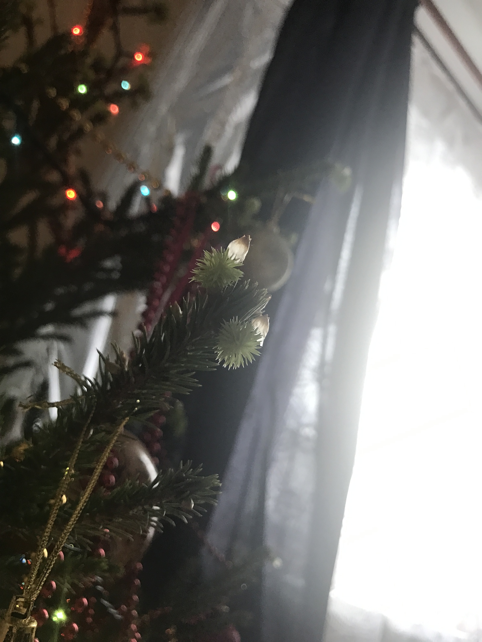 Lively and fluffy - My, Christmas trees, New Year, Holidays, Longpost