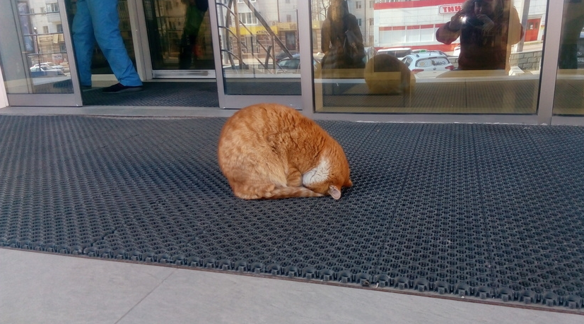 Novorossiysk cat daily prays at the entrance to the supermarket - cat, Prayer, Supermarket, Novorossiysk, Longpost