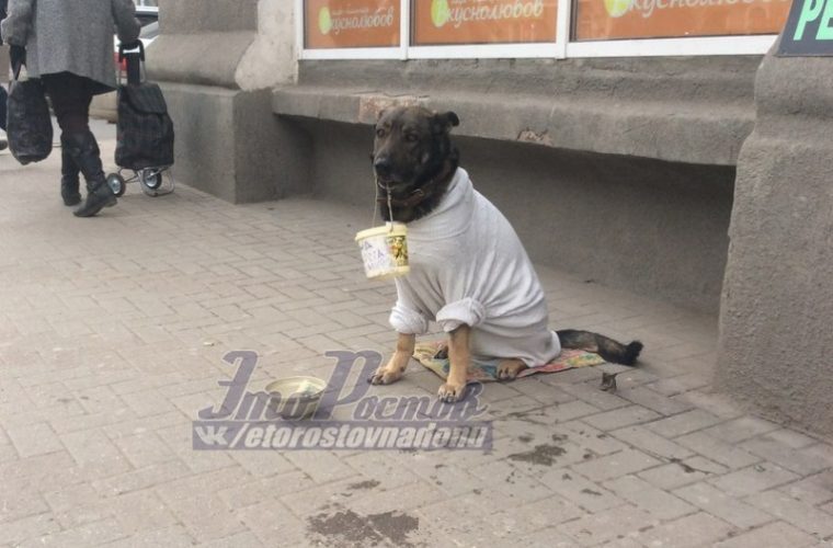 In Rostov, gypsies force a dog to beg all year round - Dog, Gypsies, Alms, Video