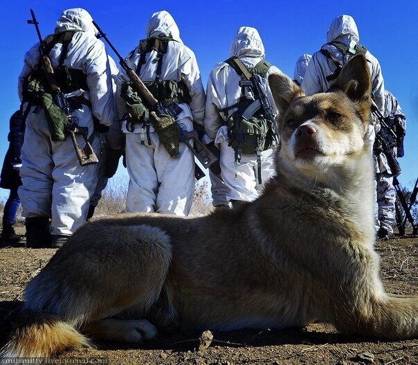 On guard for the defenders - Dog, Security, Army