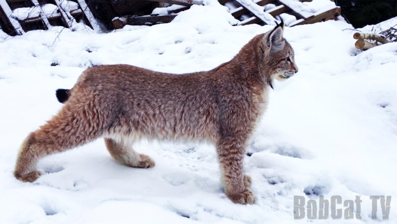 Hannochka is 7 months old :) - My, Lynx, Hannah, cat, Scottish lop-eared, Katyavaleeva, Video