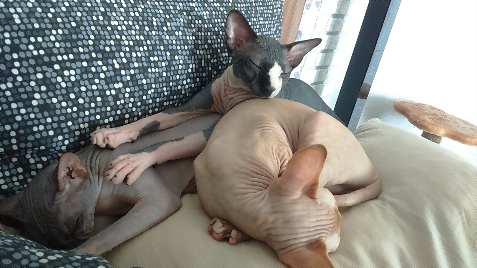 Breed Canadian Sphynx - My, cat, Canadian sphinx, sphinx cat, Sphinx, Kittens, Longpost