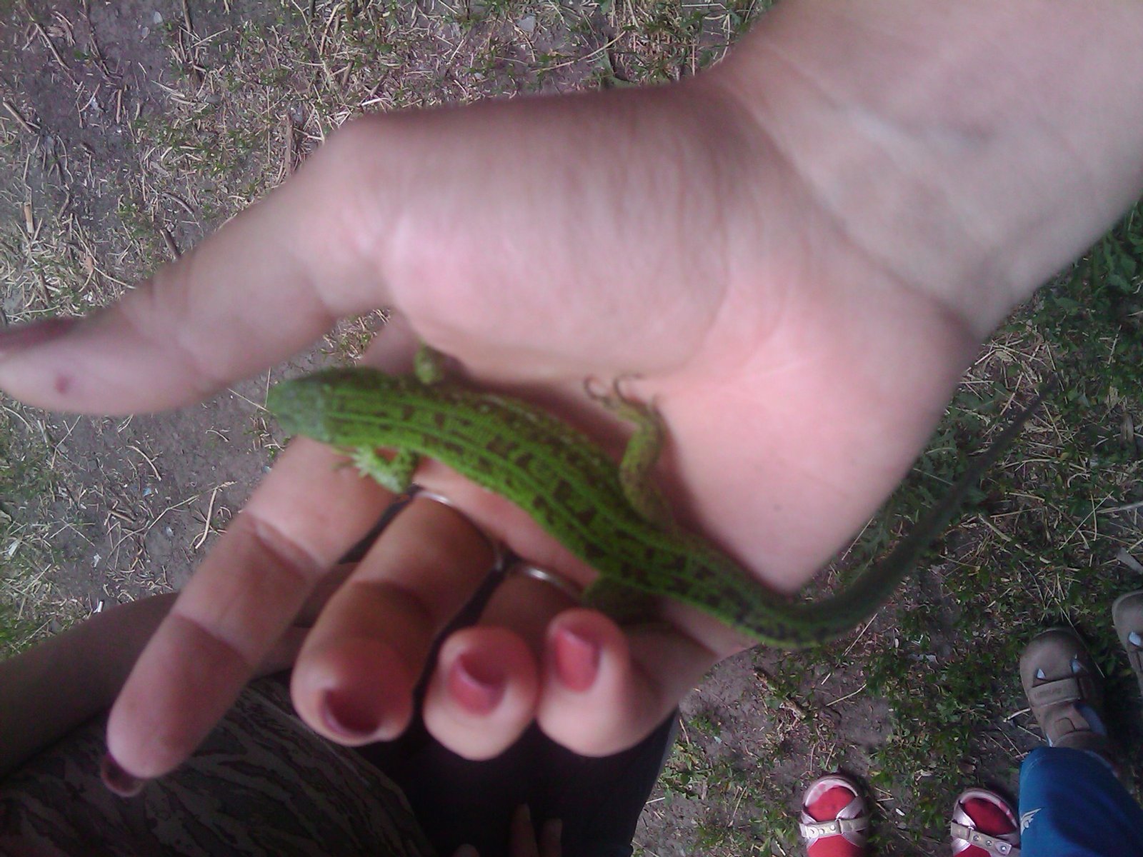 Nice lizard. - My, Lizard, Green