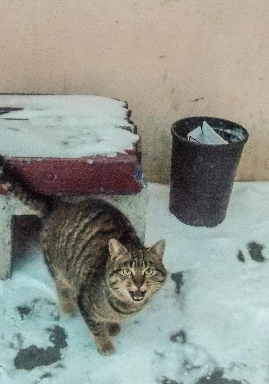 About Uncle Fedor - My, cat, Help, In good hands, Minsk, Thrown, Longpost, Helping animals