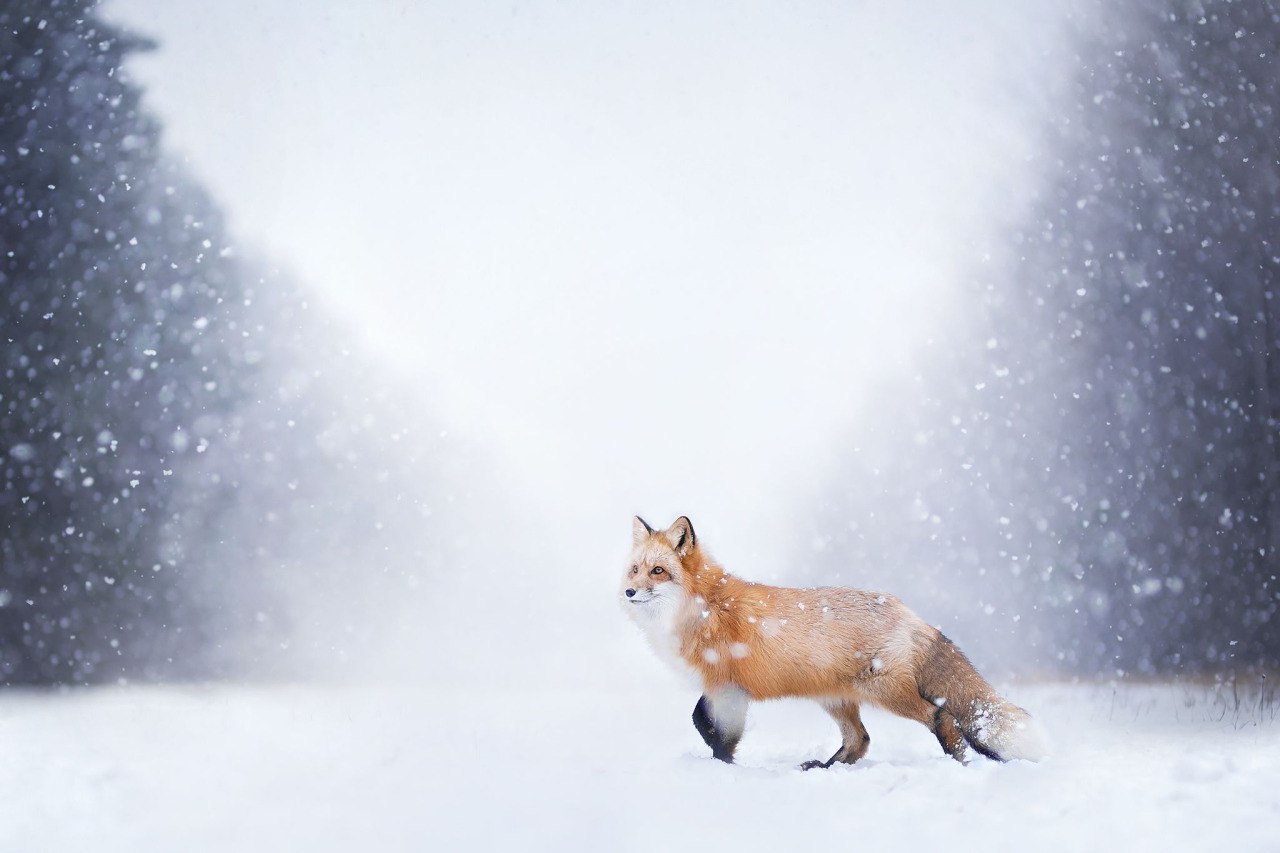 red fox - Longpost, Fox, Fox, Winter, Autumn