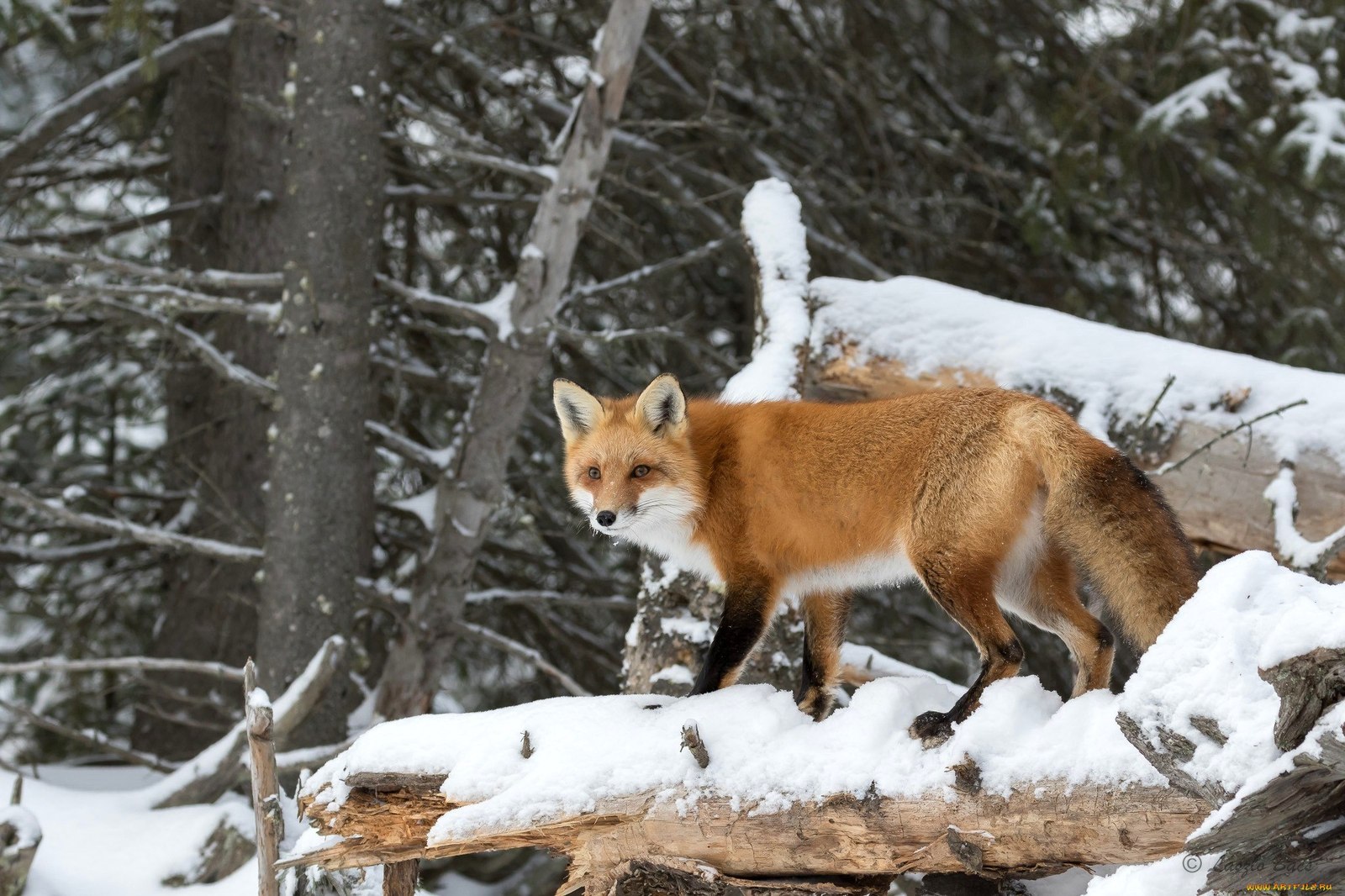 red fox - Longpost, Fox, Fox, Winter, Autumn