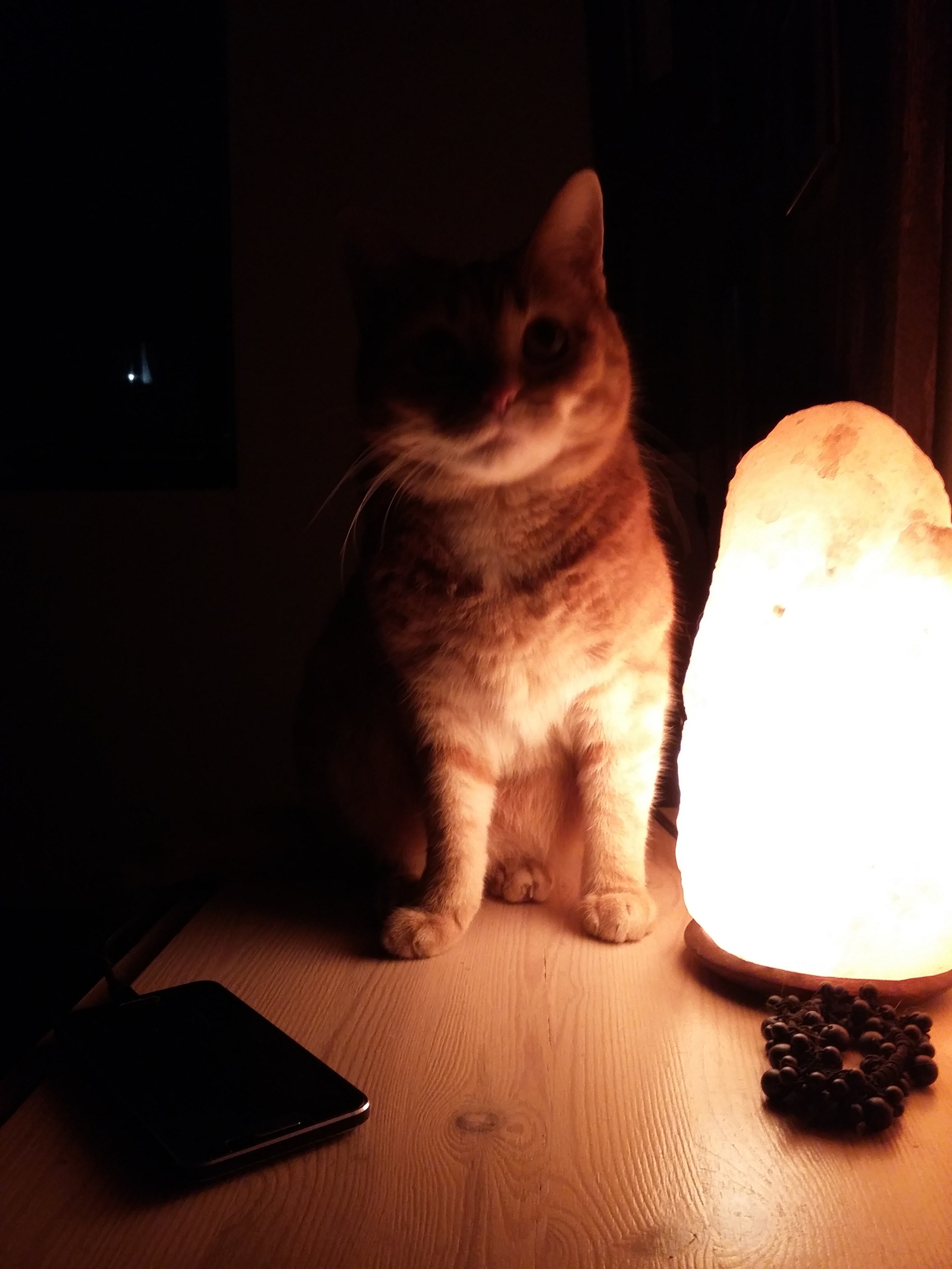 lamp cat - My, cat, , Pets