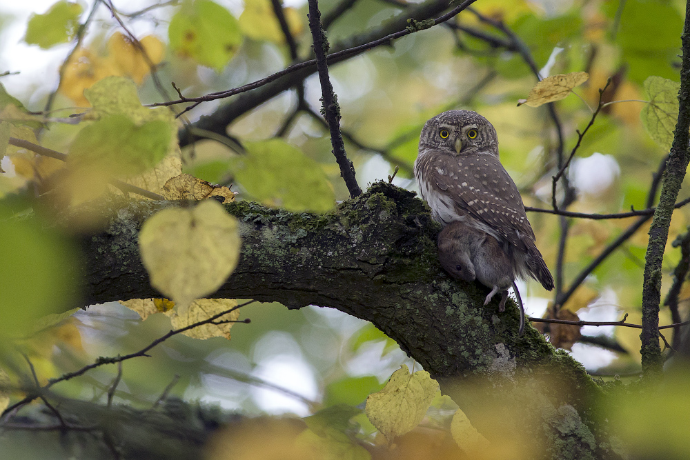 The smallest owl - My, Photo, Birds, wildlife, Owl, Longpost