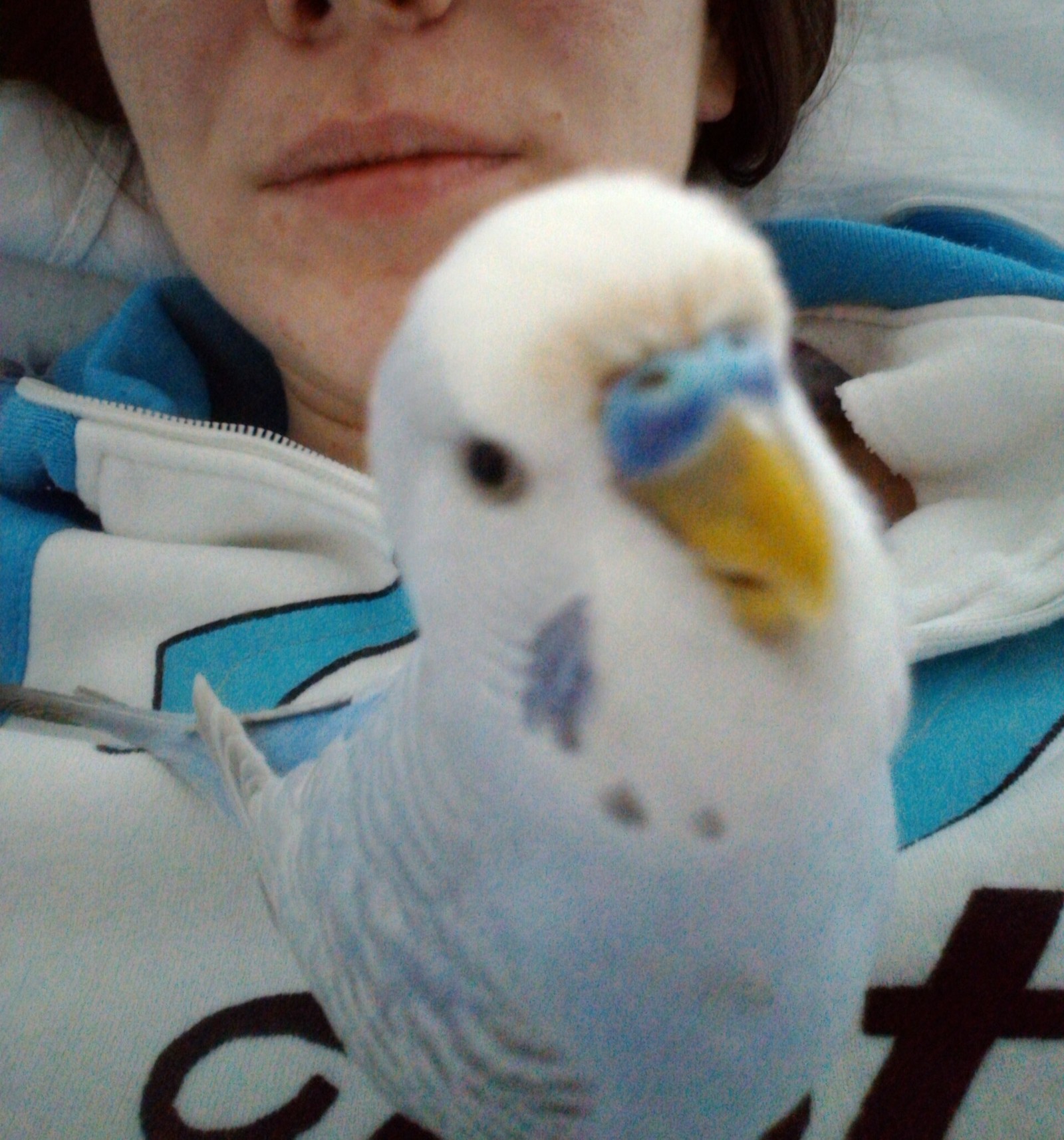 parrot loves selfies - , Birds, Milota