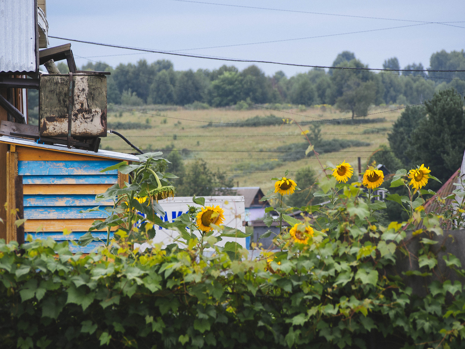 Sunflowers - My, Summer, The photo, Village, Siberia, Russia, Heat