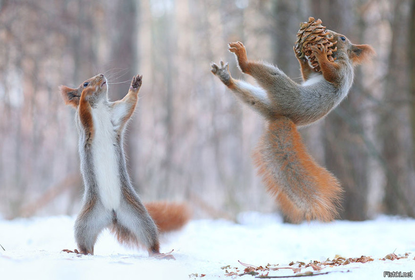 Squirrels) - Squirrel, Photo, Longpost