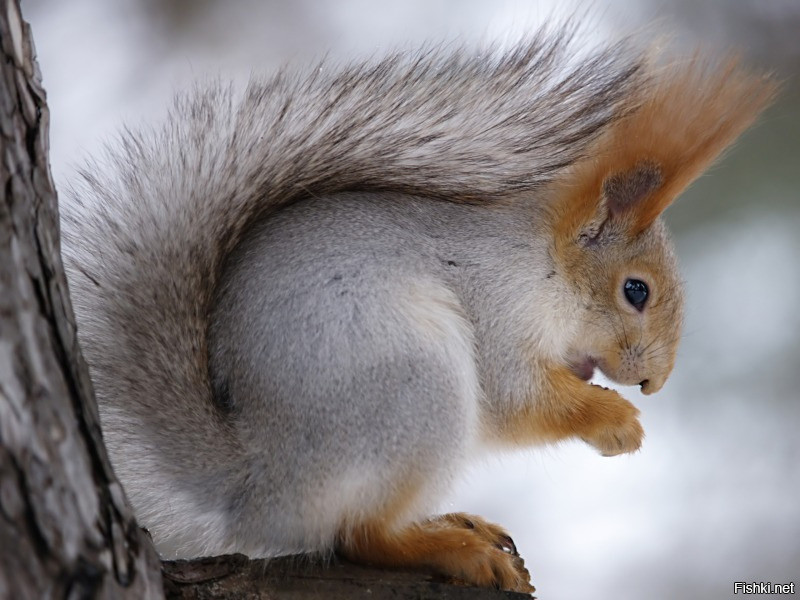 Squirrels) - Squirrel, Photo, Longpost