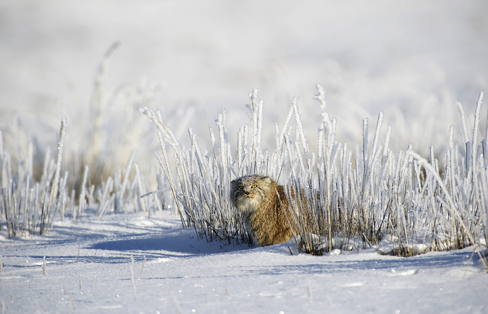 Manul in the snow - Pallas' cat, Valery Maleev, Not mine, Longpost