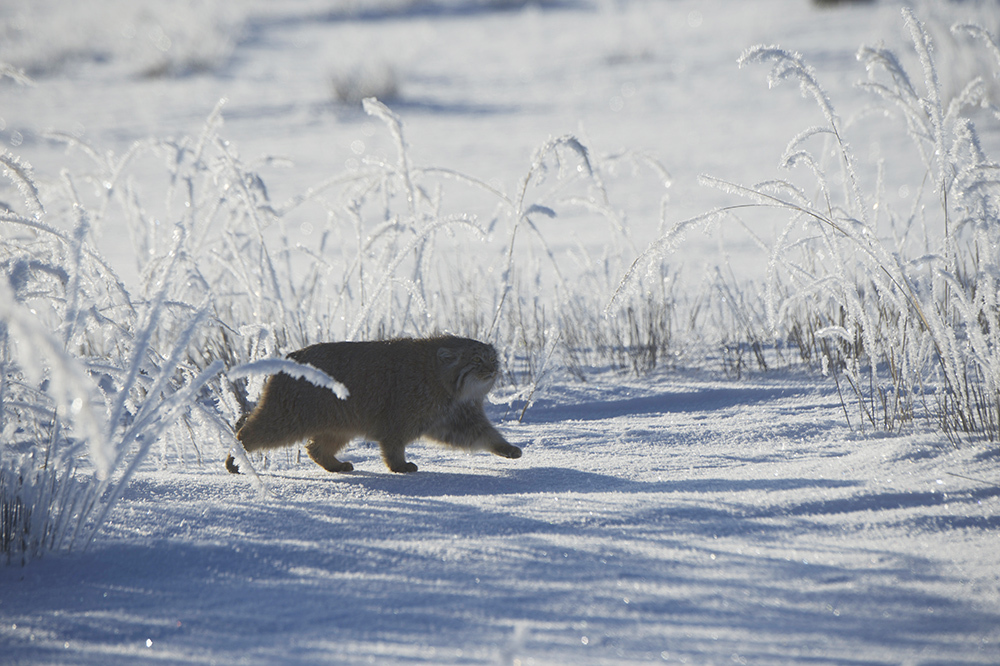 Manul in the snow - Pallas' cat, Valery Maleev, Not mine, Longpost