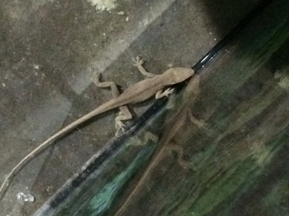 Help! Unidentified lizards! - My, Lizard, USA, Louisiana, Drowned, Animals, Longpost