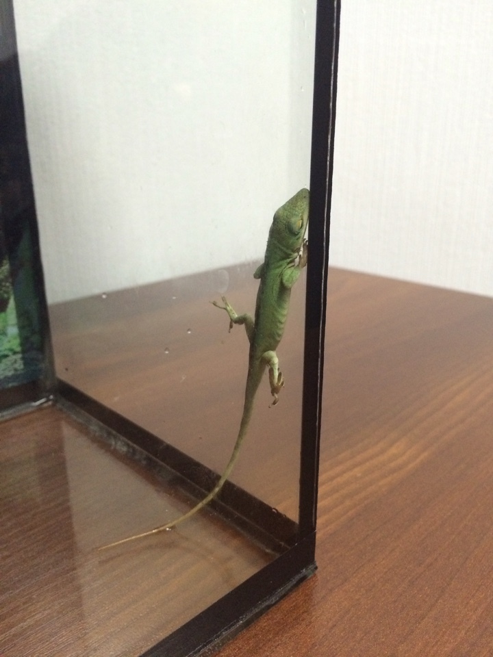 Help! Unidentified lizards! - My, Lizard, USA, Louisiana, Drowned, Animals, Longpost