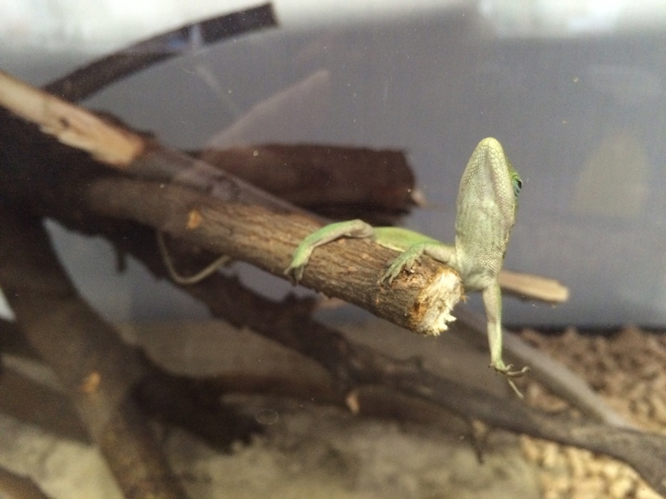 Help! Unidentified lizards! - My, Lizard, USA, Louisiana, Drowned, Animals, Longpost